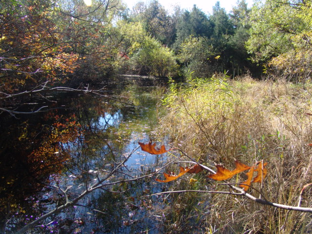 The same pool photographed 26 years later in 2004. Vegetation was allowed to grow up around the perimeter, which now provides shade to the pool. The same pool photographed 26 years later in 2004. Vegetation was allowed to grow up around the perimeter, which now provides shade to the pool. Credit: Betsy Leppo